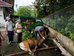 Qurban Hari Raya Idul Adha 1445 H/ 2024 M di Lingkungan Kejaksaan Tinggi Papua Barat